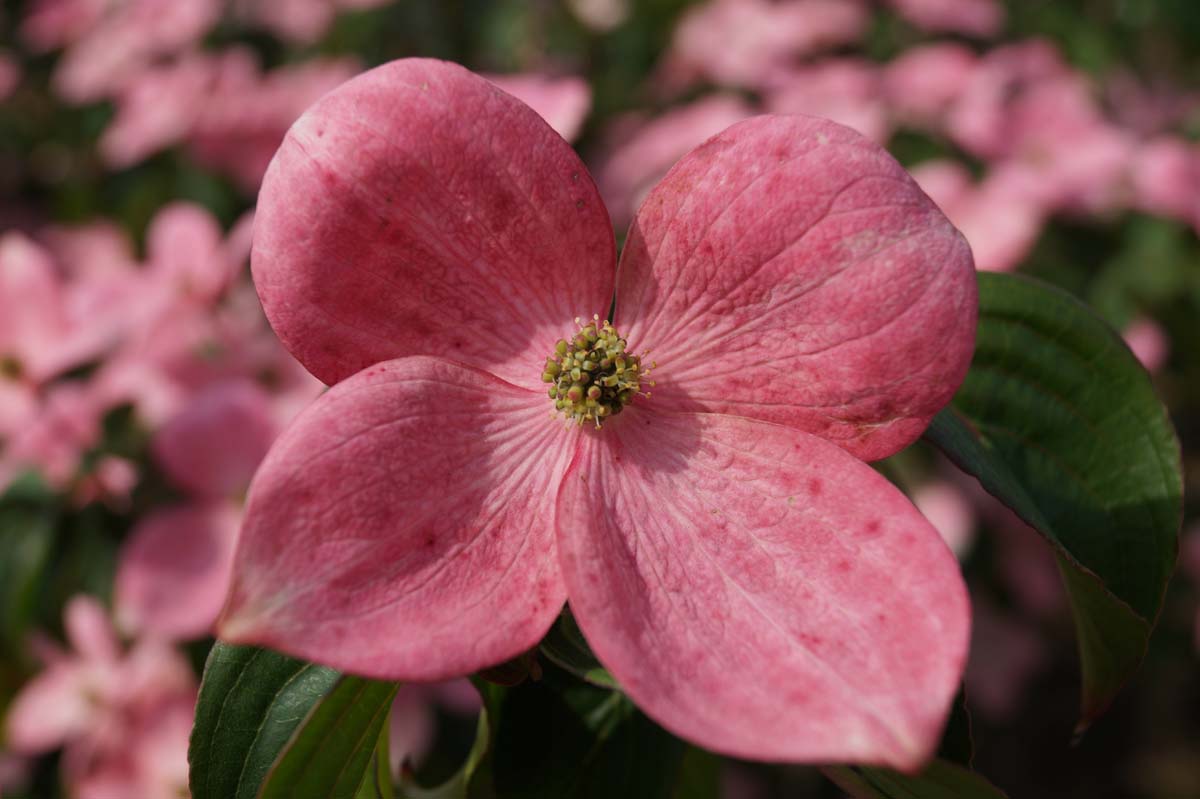 Roter Blumen-Hartriegel ´Satomi´; Asiatische Blüten-Hartriegel ´Wieting´s Select´, Japanischer Blumen-Hartriegel