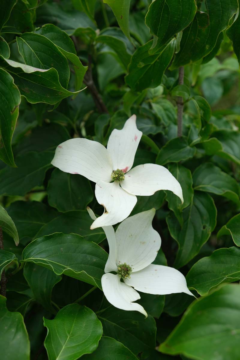 Chinesischer Blumen-Hartriegel