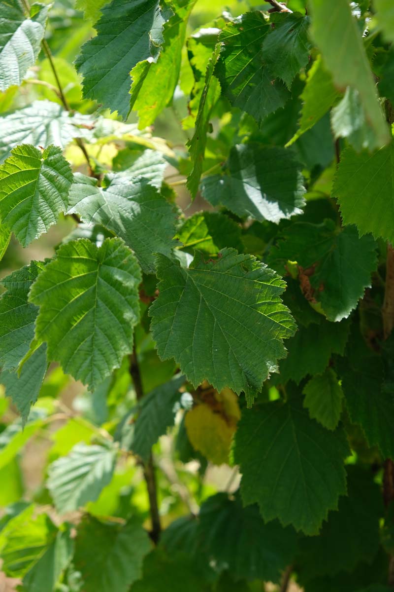 Baum-Hasel, Türkische Hasel, Türkische Haselnuss, Byzantinische Hasel