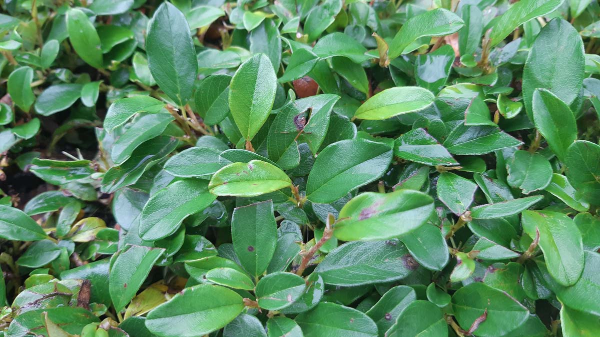 Teppich-Zwergmispel; Kriechmispel