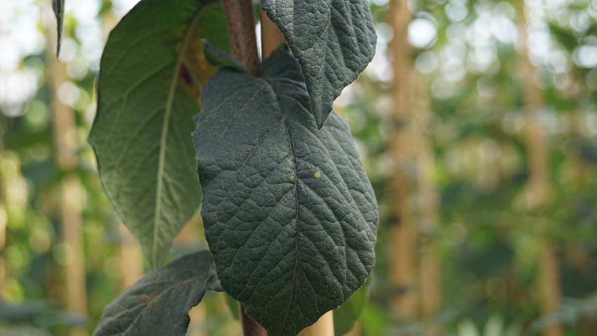 Crataegomespilus ´Diekto´