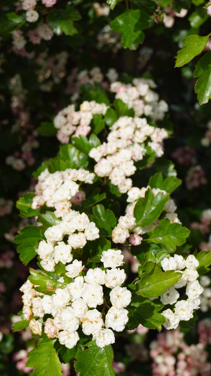 Zweigriffeliger Weissdorn ´Mutabilis Ravnholdt´