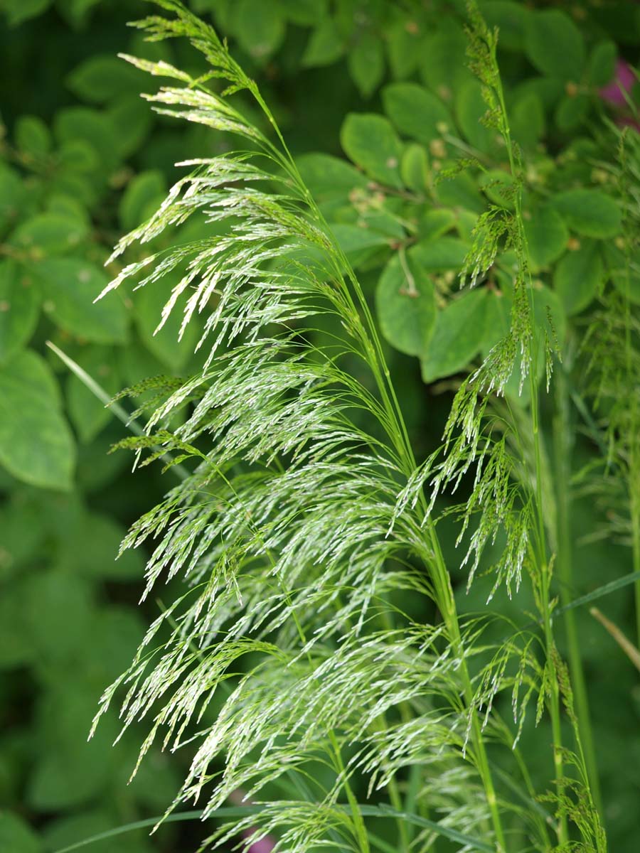 Rasen-Schmiele ´Goldschleier´; Wald-Schmiele; Rosan-Schmiele