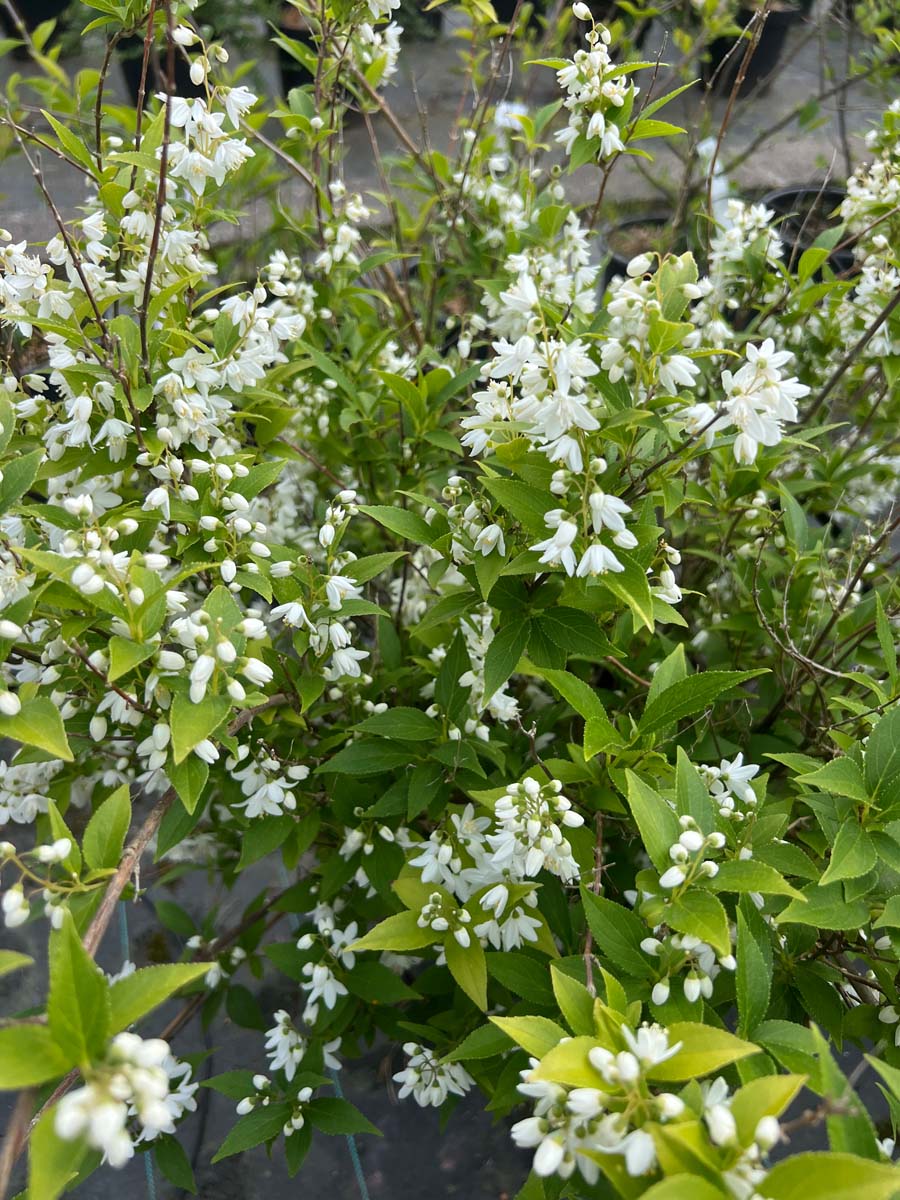 Maiblumenstrauch; Zierliche Deutzie