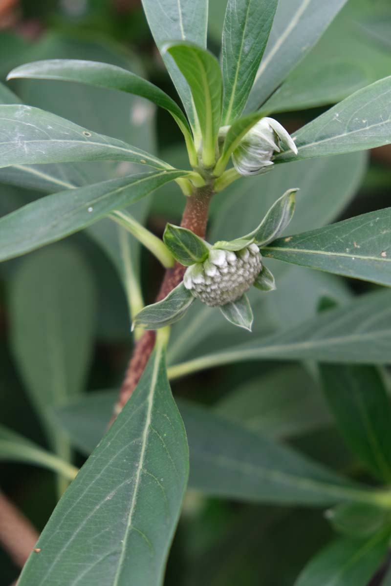 Edgeworthia ´Grandiflora´