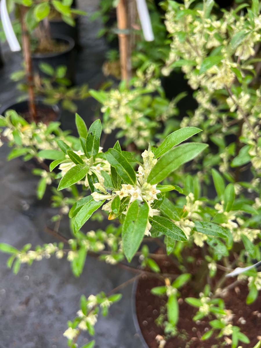 Elaeagnus umbellata ´Garnet´ 60-80 cm