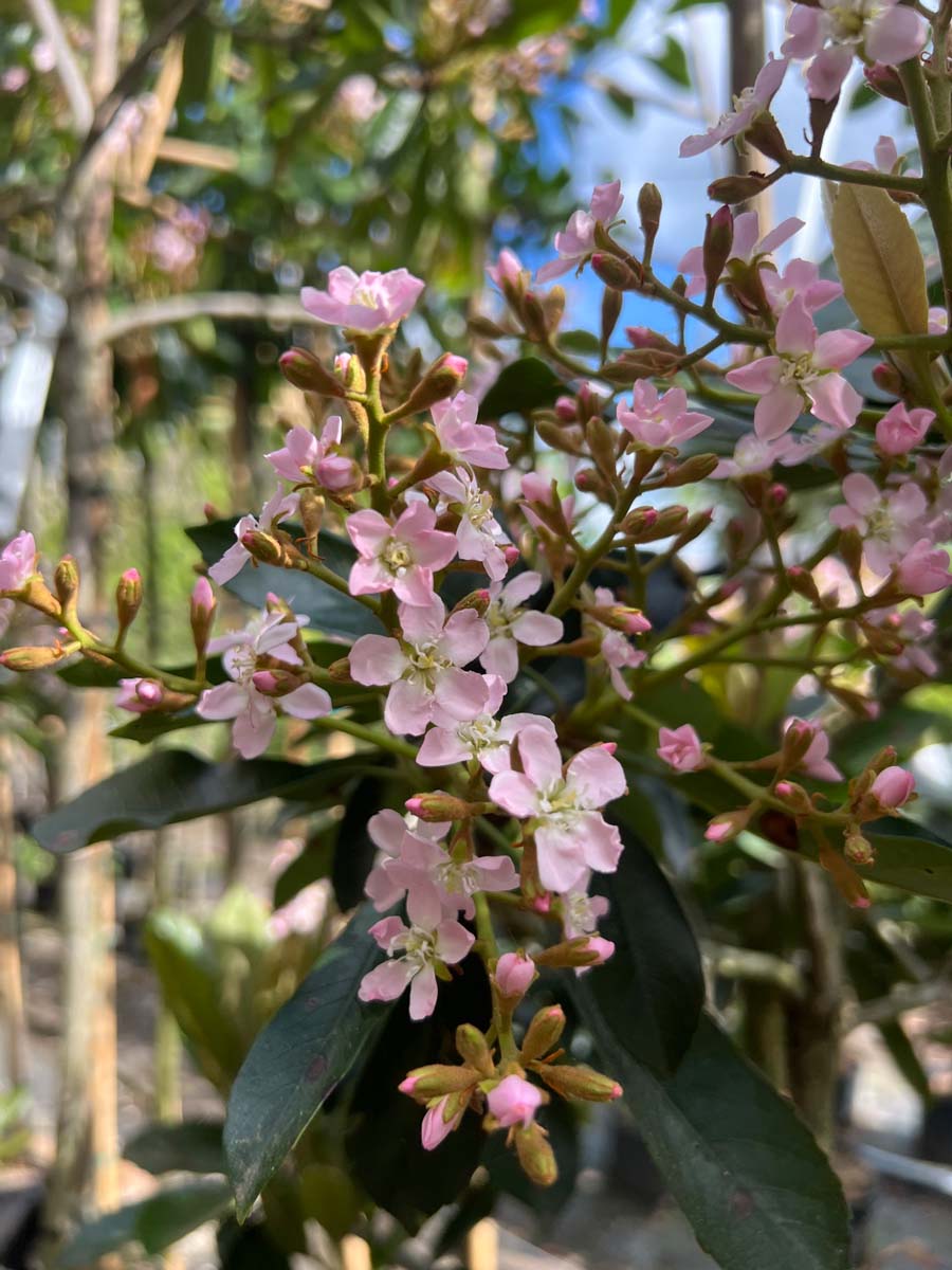 Wollmispeln ´Coppertone´