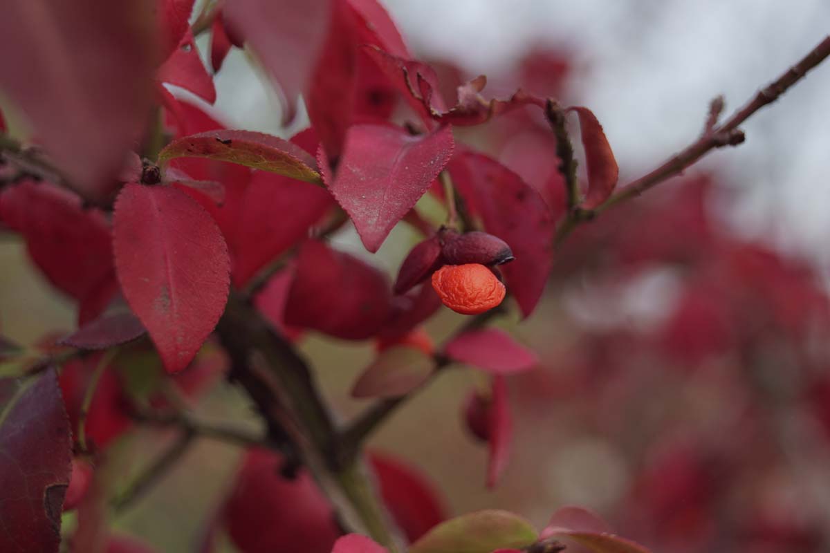 Japanischer Spindelstrauch, Pfaffenhütchen