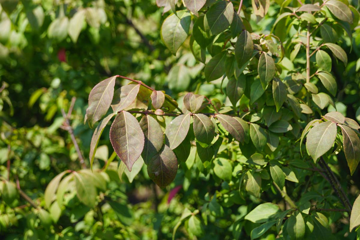 Dichter Korkflügelstrauch ´Compactus´