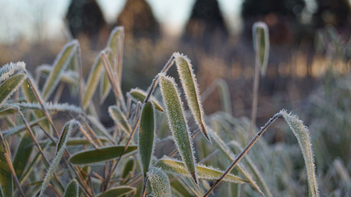 Winterharter Bambus ´Great Wall´