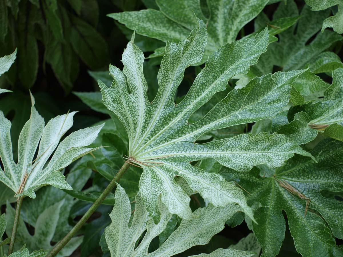 Zimmeraralie ´Spider´s Web´