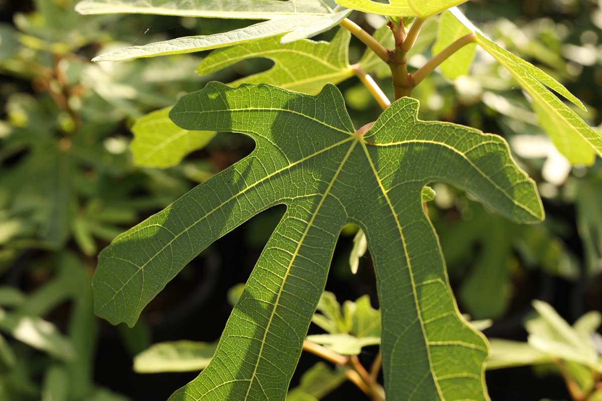 Feigenbaum ´Rouge de Bordeaux´; Echte Feige