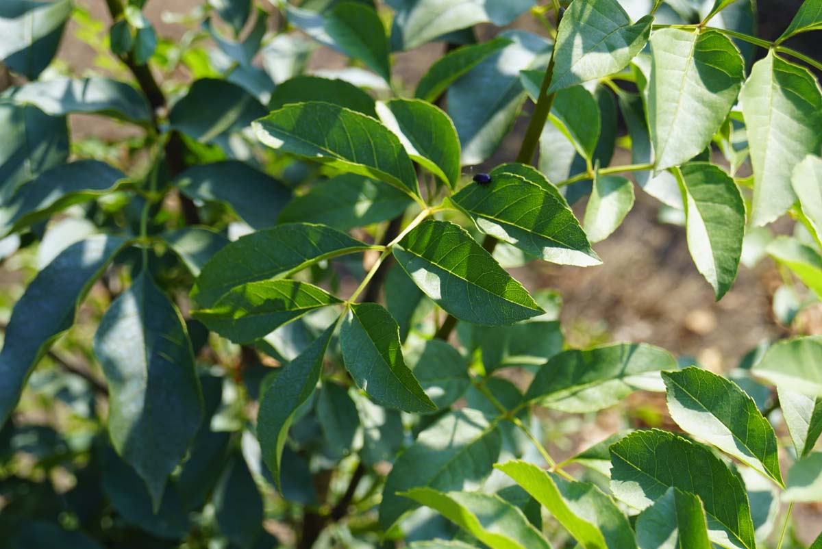 Blumen-Esche; Manna-Esche; Schmuckesche
