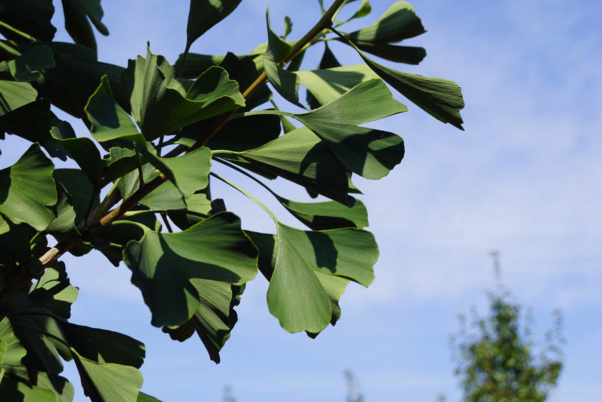 Säulen-Fächerblattbaum ´Fastigiata´, Ginkgobaum, Ginko