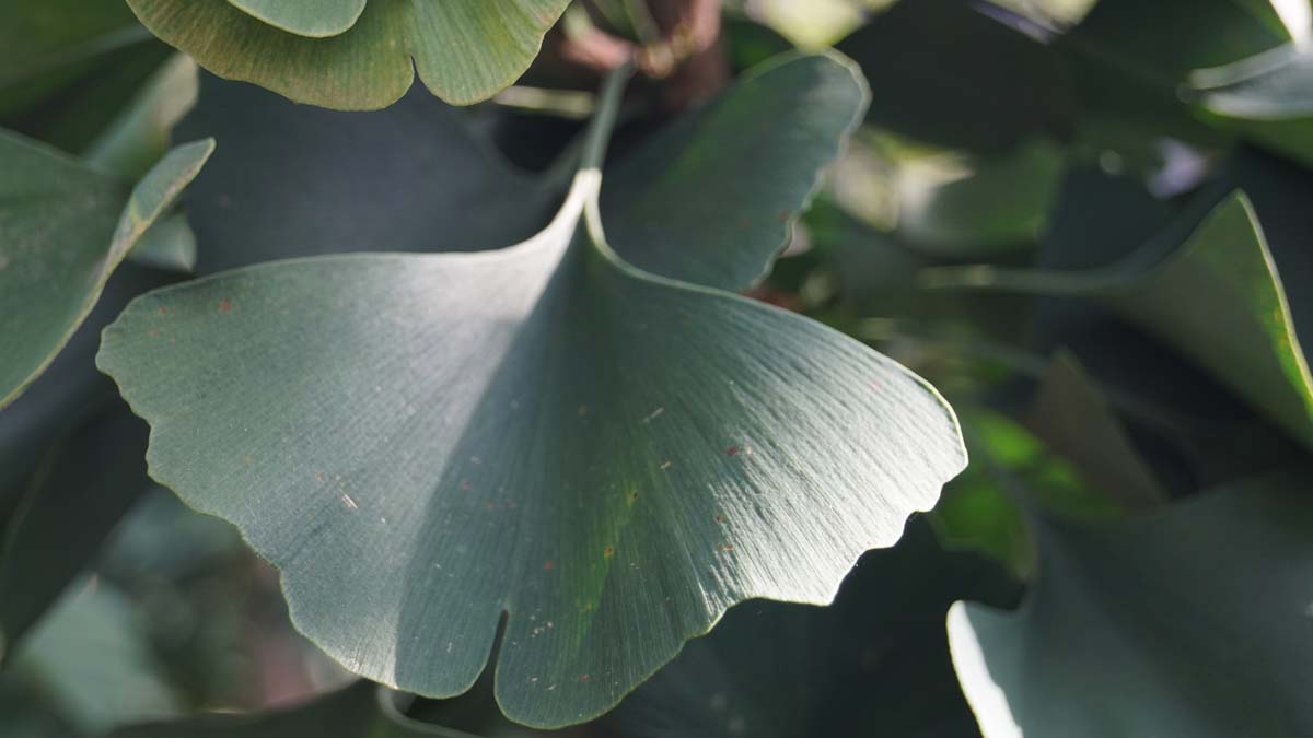Fächerblattbaum ´Lakeview´, Ginkgobaum, Ginko