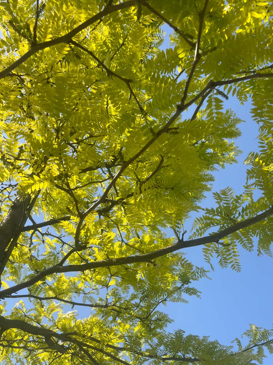 Gold-Gleditschie 'Sunburst'; Falscher Christusdorn; Lederh