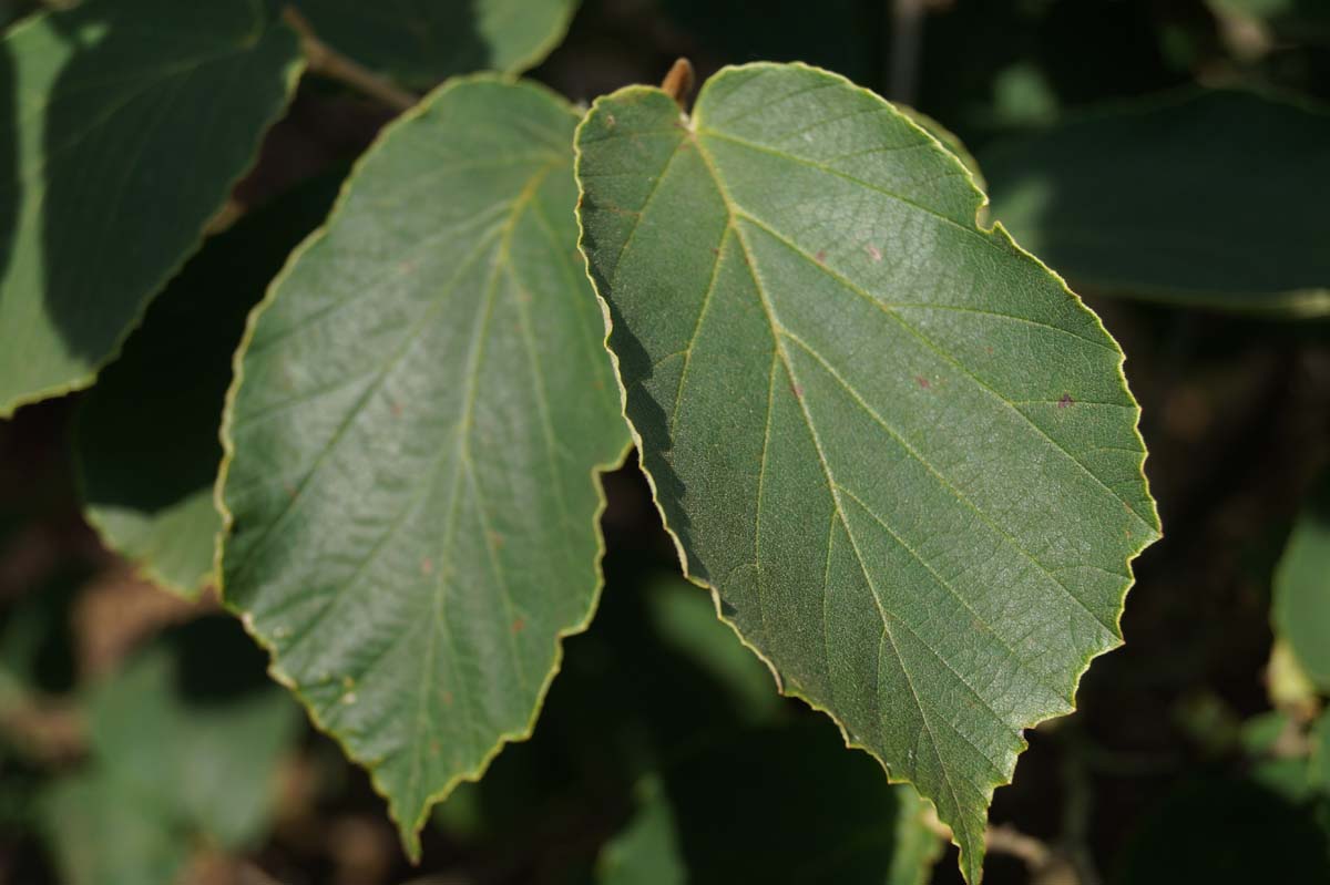 Grossblütige Traubenkirsche