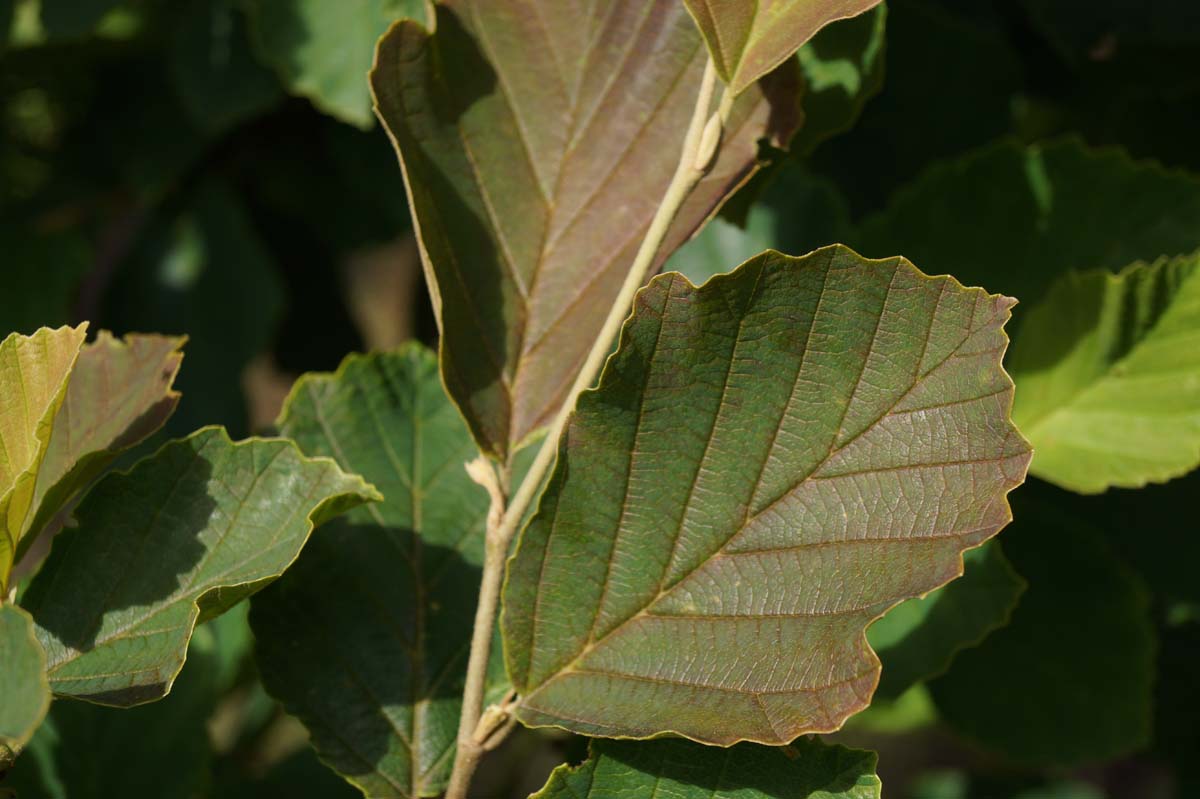 Frühlings-Zaubernuss ´Amethyst´