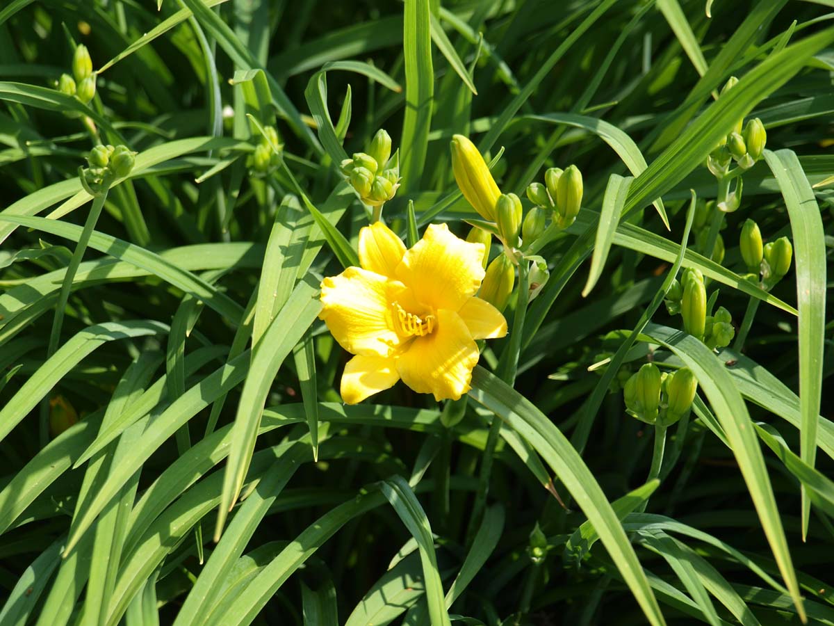 Taglilie ´Stella de Oro´