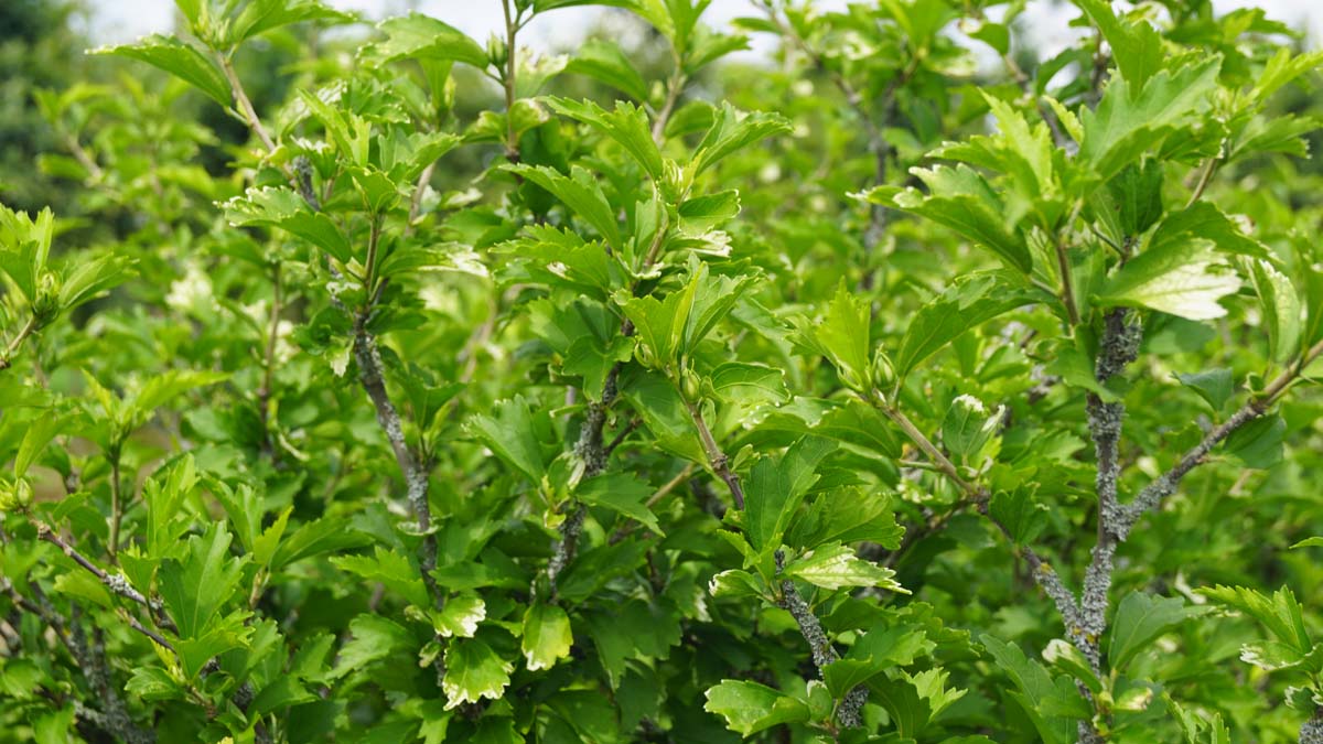 Straucheibisch ´Maike´; Scharonrose; Syrischer Eibisch; Garteneibisch; Festblume; Rosan-Eibisch; Gartenhibiskus