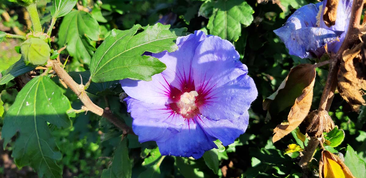 Straucheibisch ´Oiseau Bleu´; Scharonrose; Syrischer Eibisch; Garteneibisch; Festblume; Rosan-Eibisch; Gartenhibiskus