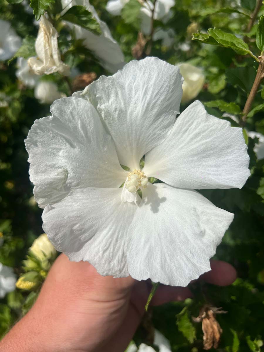 Straucheibisch ´Diana´; Scharonrose; Syrischer Eibisch; Garteneibisch; Festblume; Rosan-Eibisch; Gartenhibiskus