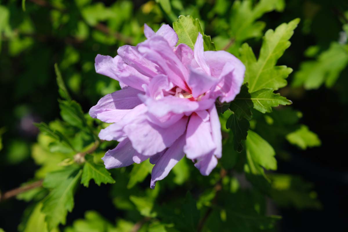 Hibiscus syriacus ´Double Purple´ 125-150 cm