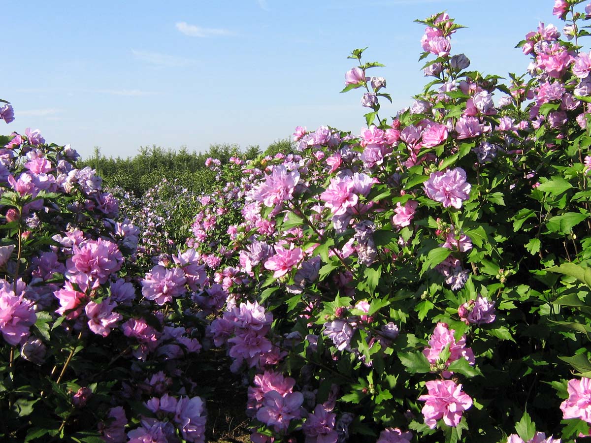 Straucheibisch ´Duc de Brabant´; Scharonrose; Syrischer Eibisch; Garteneibisch; Festblume; Rosan-Eibisch; Gartenhibiskus