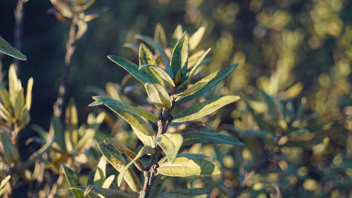 Hippophae rhamnoides 'Darspel' 125-150 cm