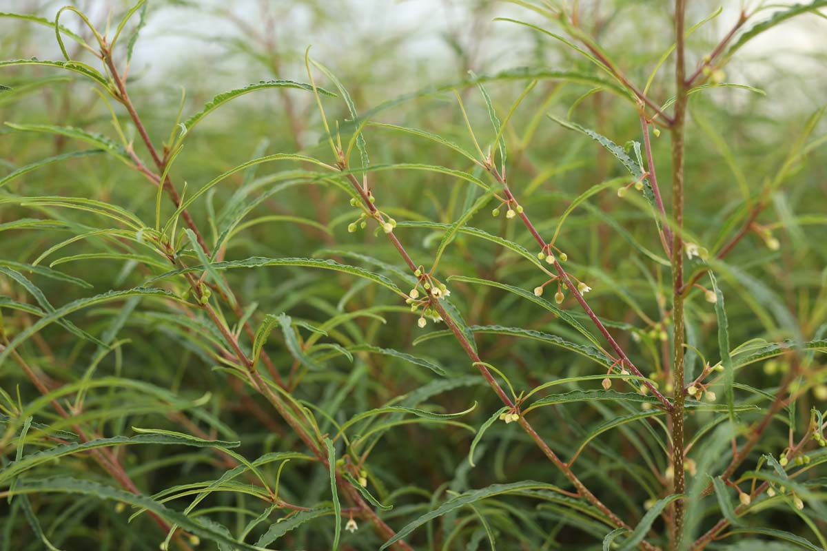 Gemeiner Sanddorn ´Hergo´; Fasanenbeere; Haffdorn; Seedorn
