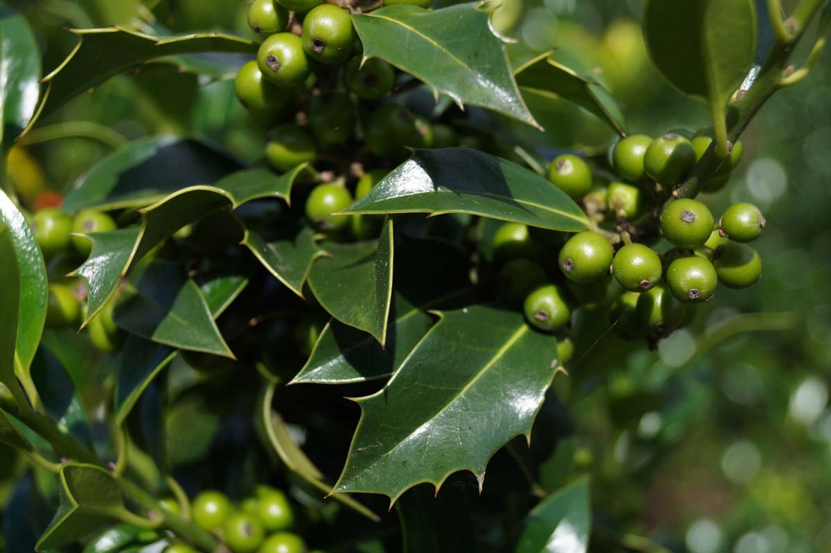 Europäischer Pfeifenstrauch