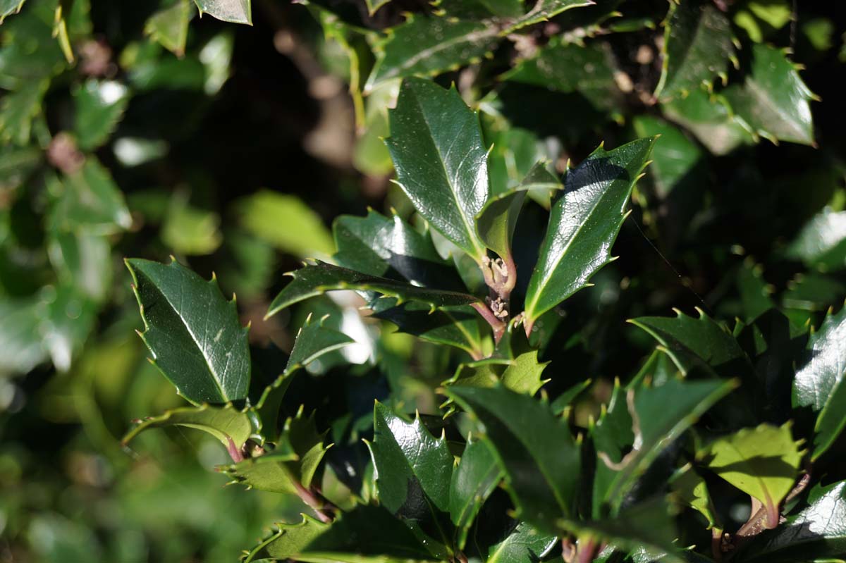 Stechpalme ´Heckenstar´