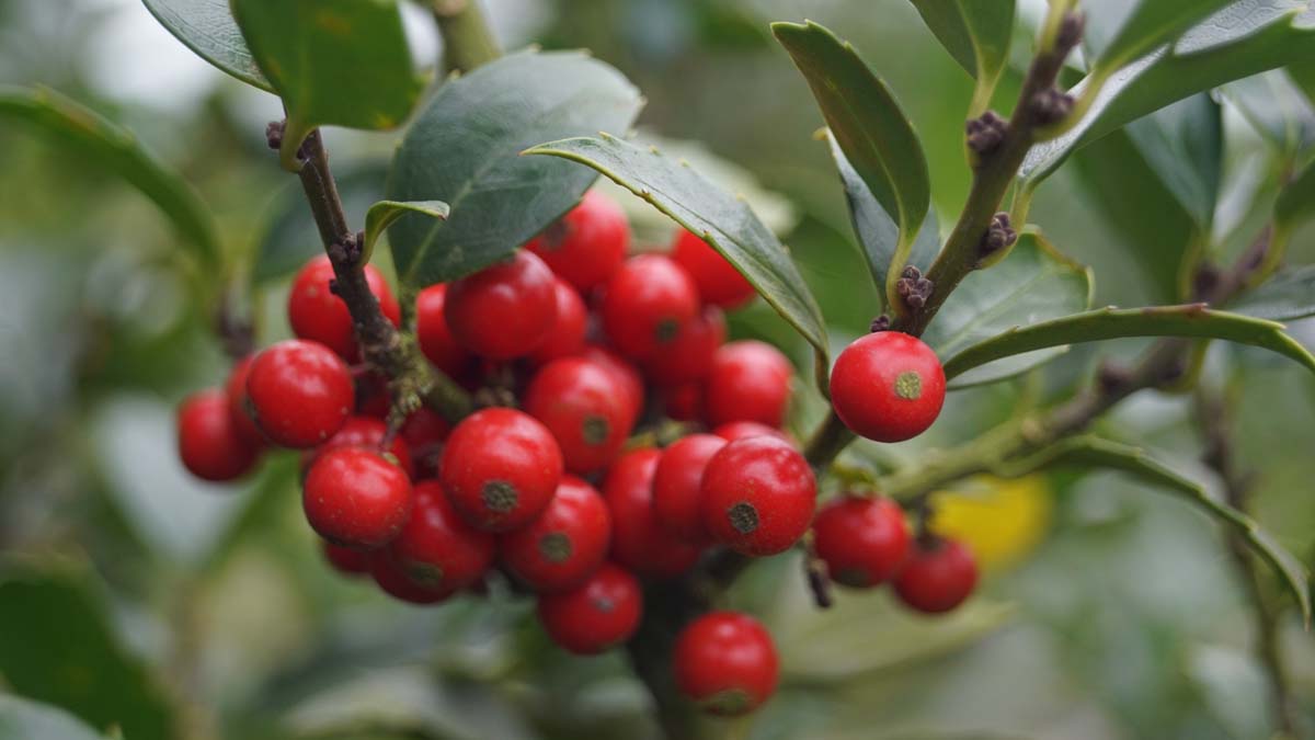 Stechpalme ´Blue Prince´