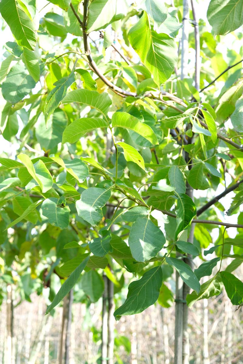 Echte Walnuss ´Lange van Lod´; Walnussbaum; Walnussb