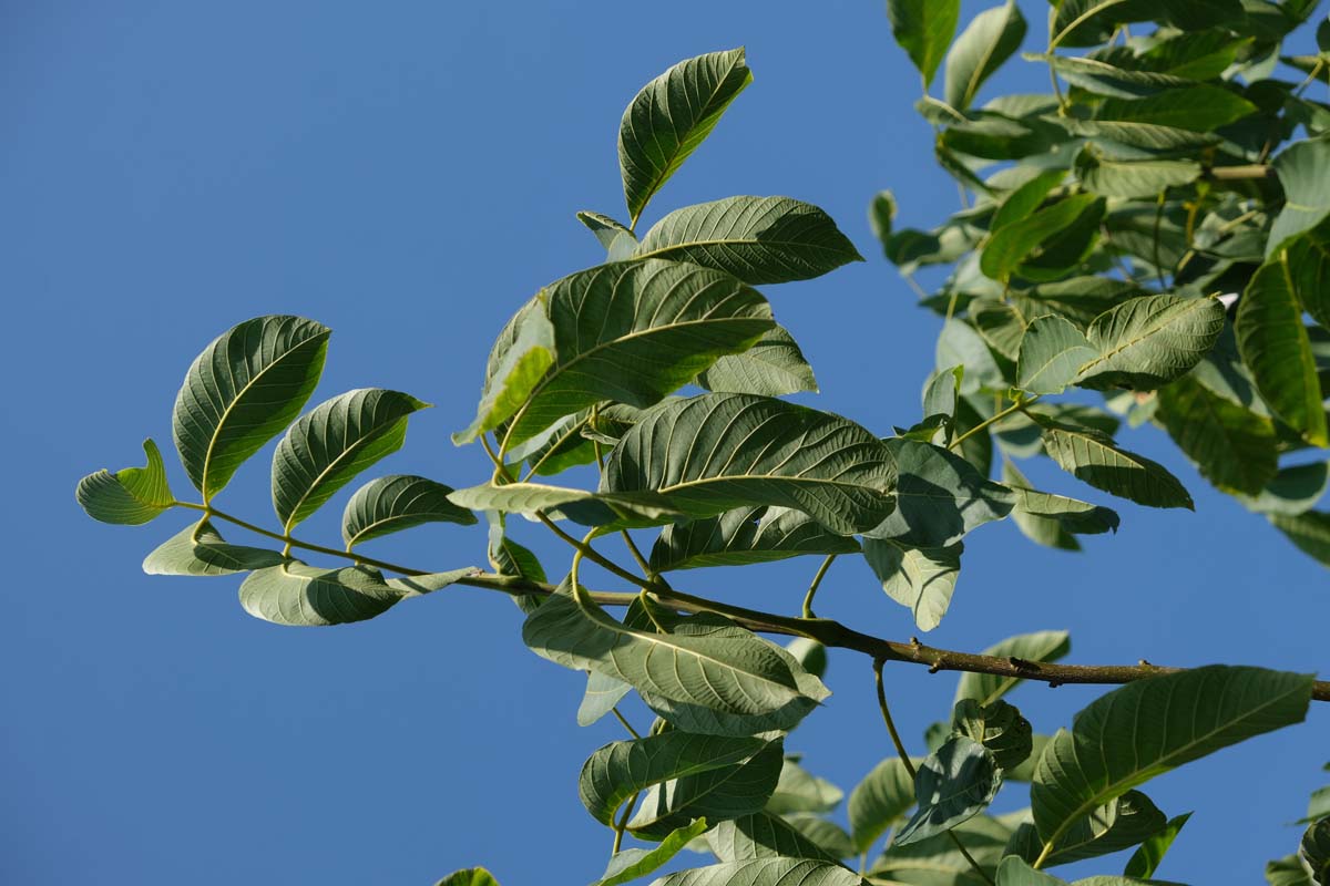 Echte Walnuss 'Proslavski', Walnussbaum, Walnussbäume, Welschnuss