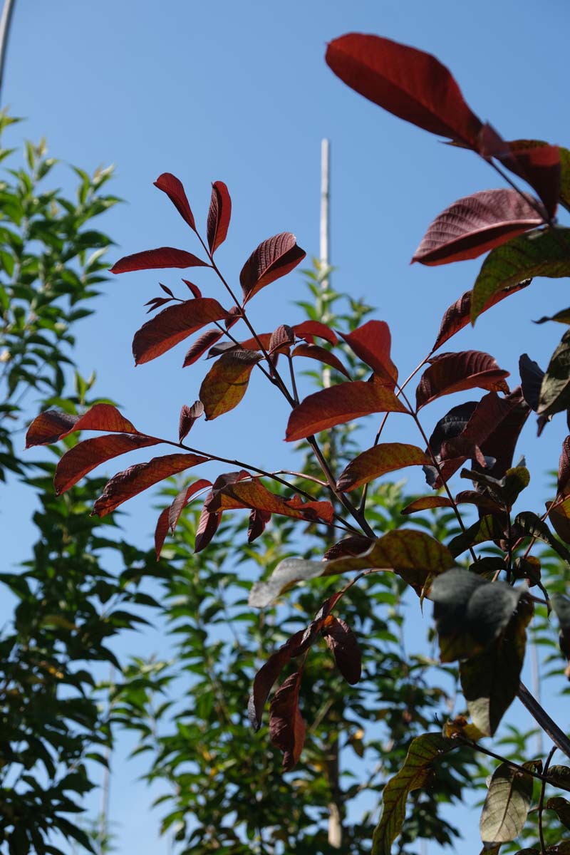 Echte Walnuss ´Purpurea´, Walnussbaum, Walnussbäume, Welschnuss