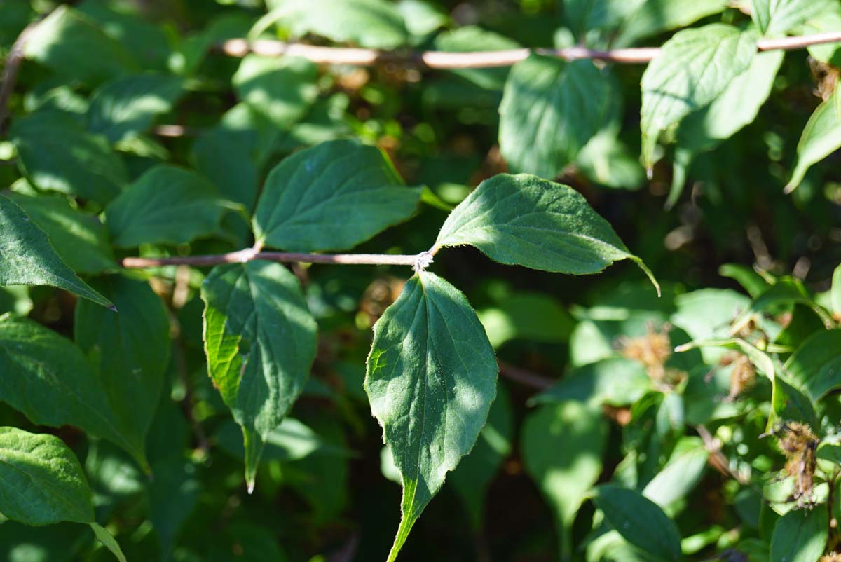 Perlmuttstrauch ´Pink Cloud´; Kolkwitzie