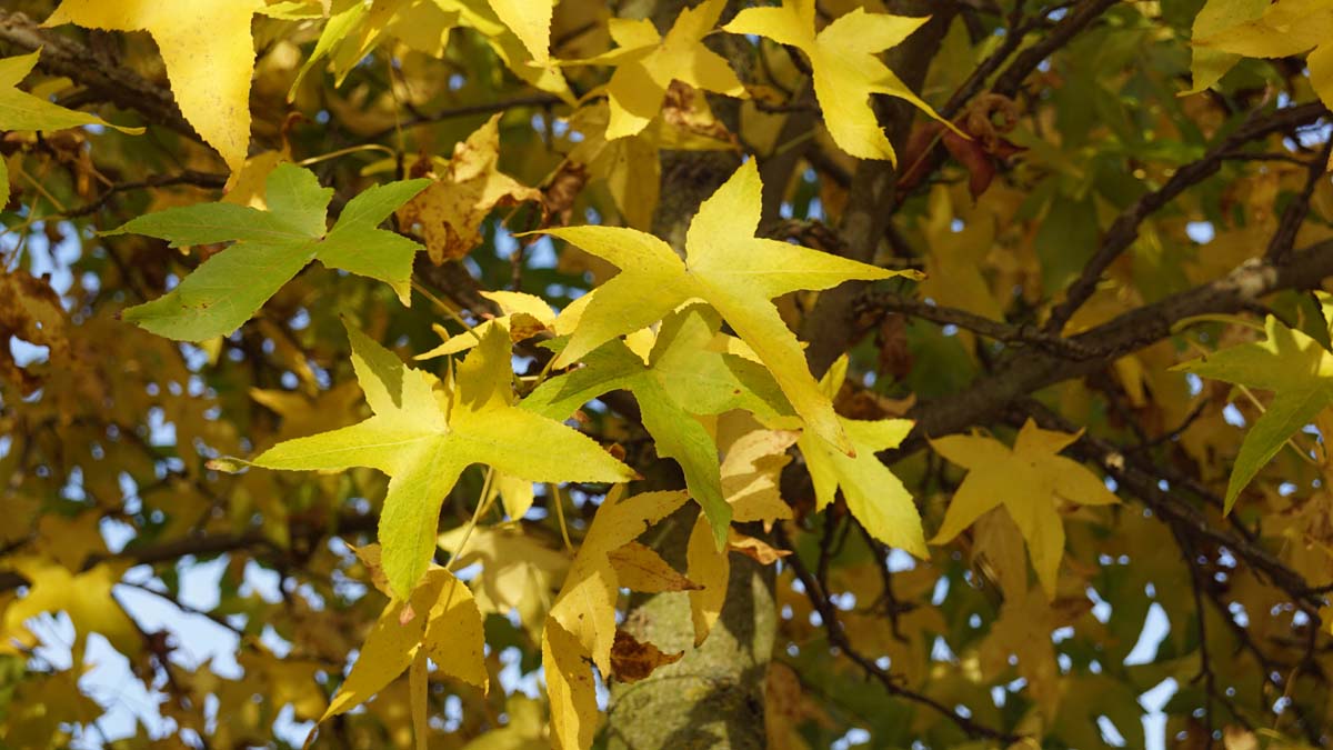 Amerikanischer Amberbaum ´Palo Alto´, Seesternbaum