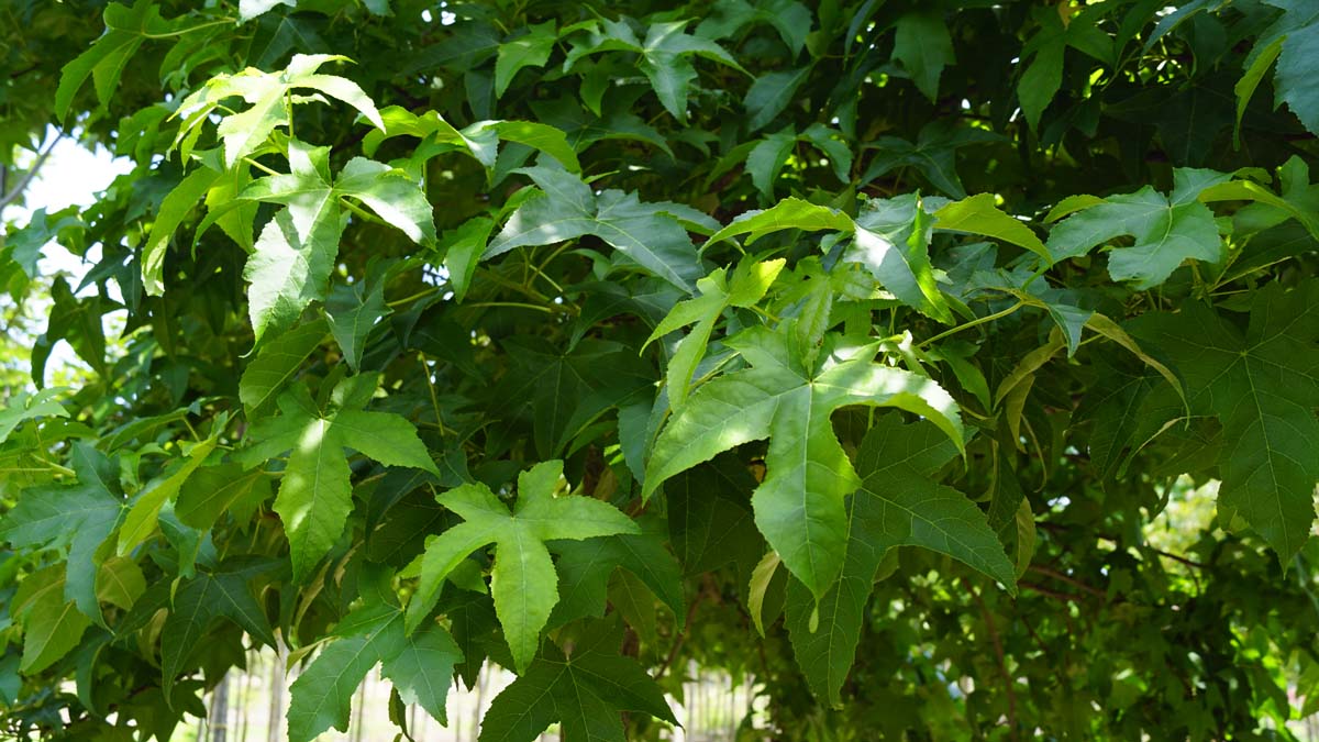 Amerikanischer Amberbaum ´Lane Roberts´; Seesternbaum