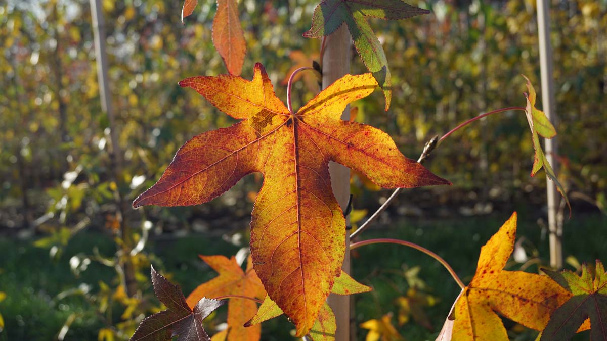 Amerikanischer Amberbaum ´Simone´, Seesternbaum