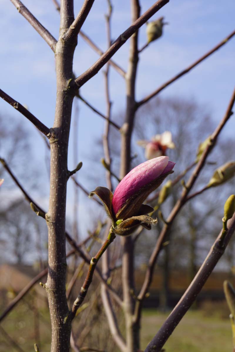 Grossblumige Magnolie ´Galaxy´