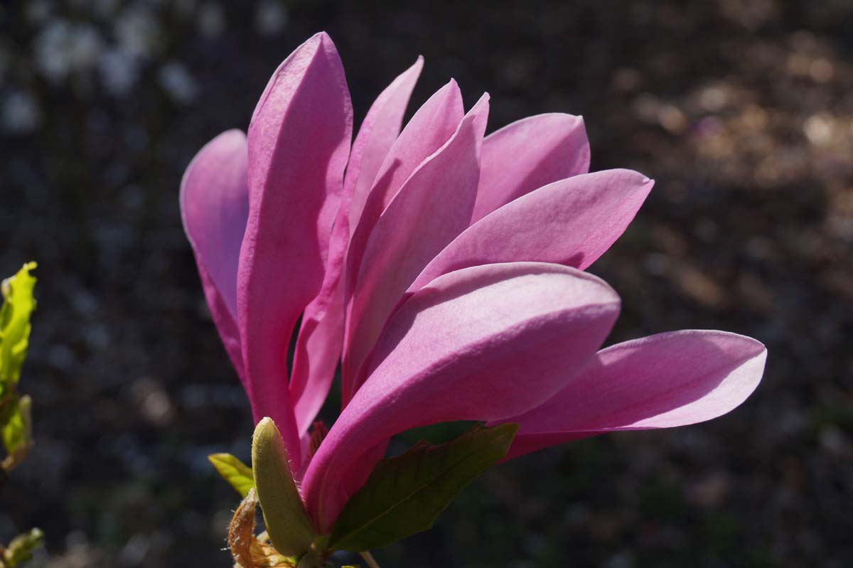 Purpur-Magnolie 'Susan'