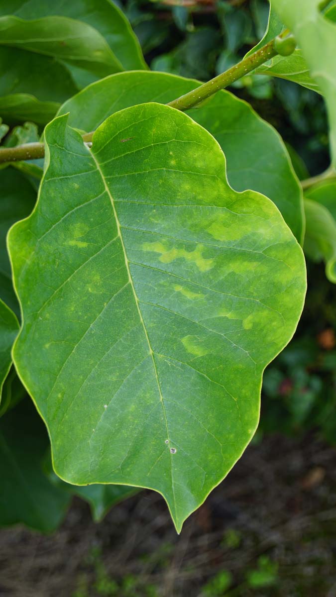 Magnolie ´Yellow Fever´