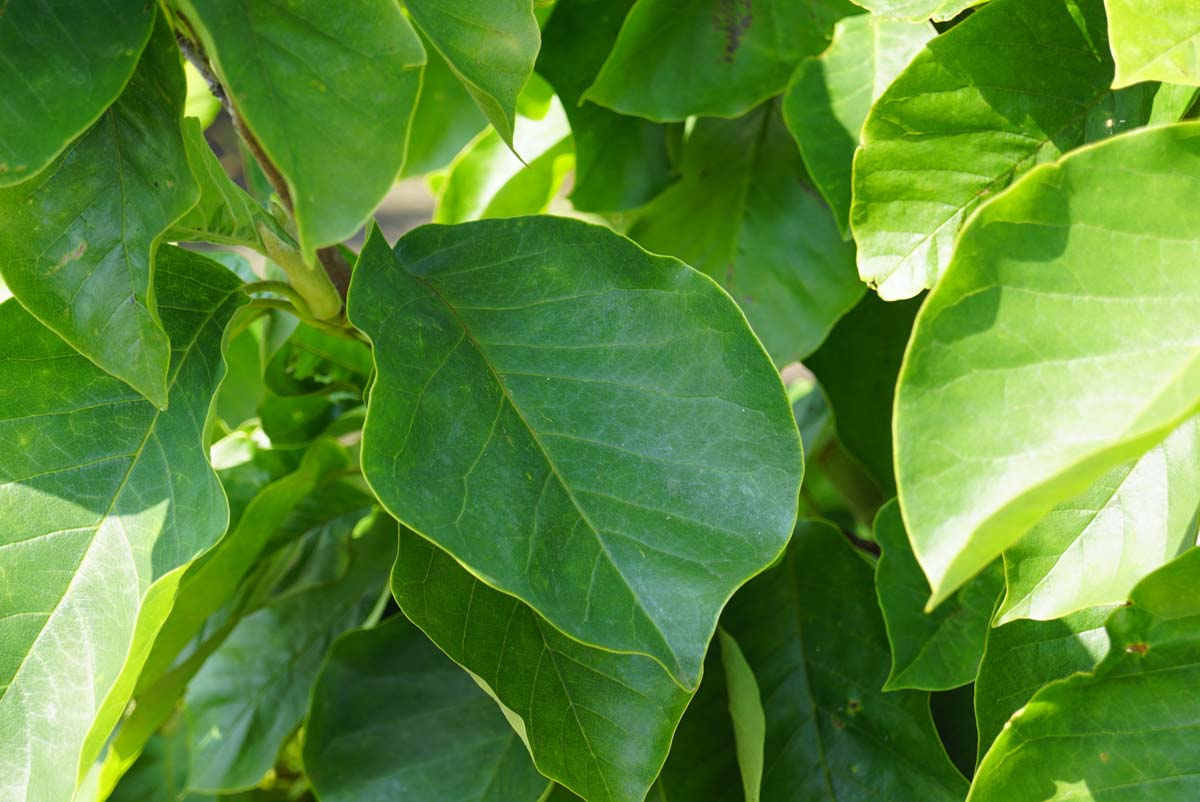 Magnolie ´Yellow River´