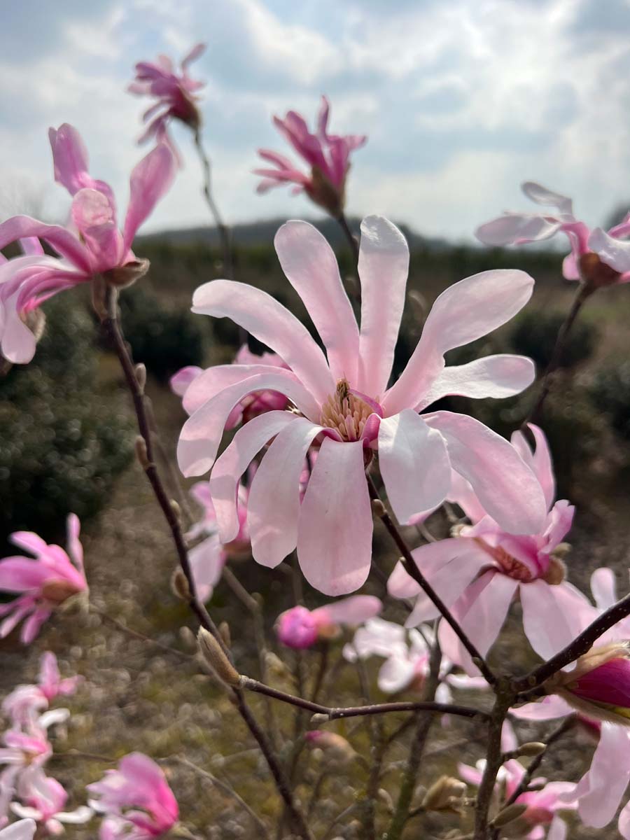 Grossblumige Stern-Magnolie 'Leonard Messel'
