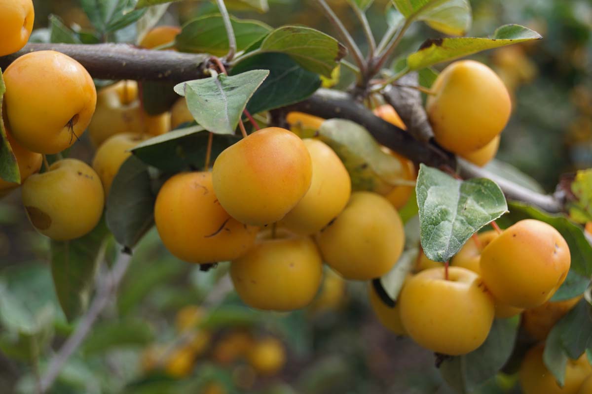 Zierapfel ´Butterball´