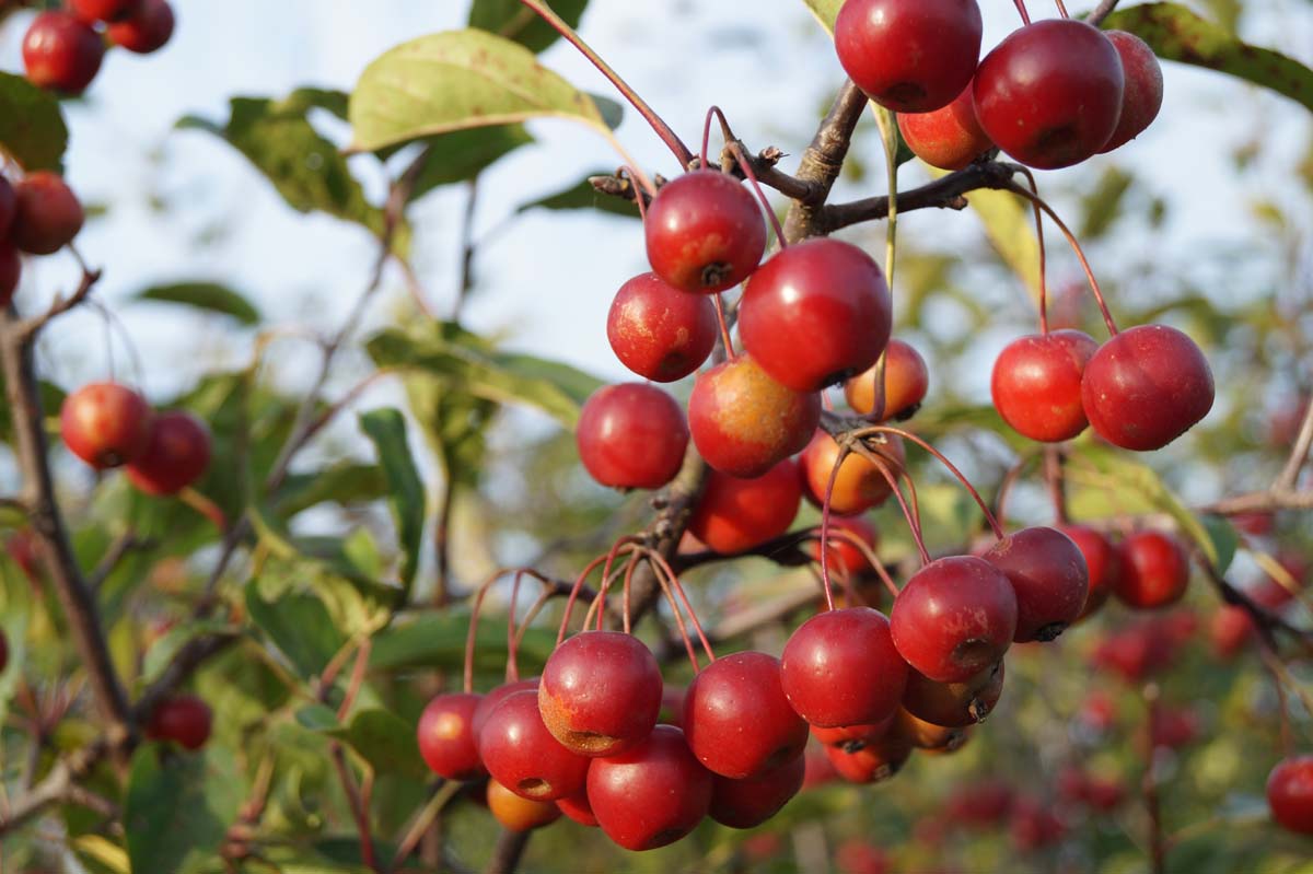 Zierapfel 'Ydun'