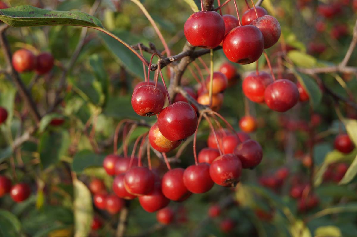 Zierapfel ´Ydun´