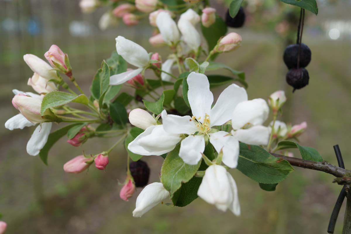 Kirschapfel 'Street Parade', Beerenapfel
