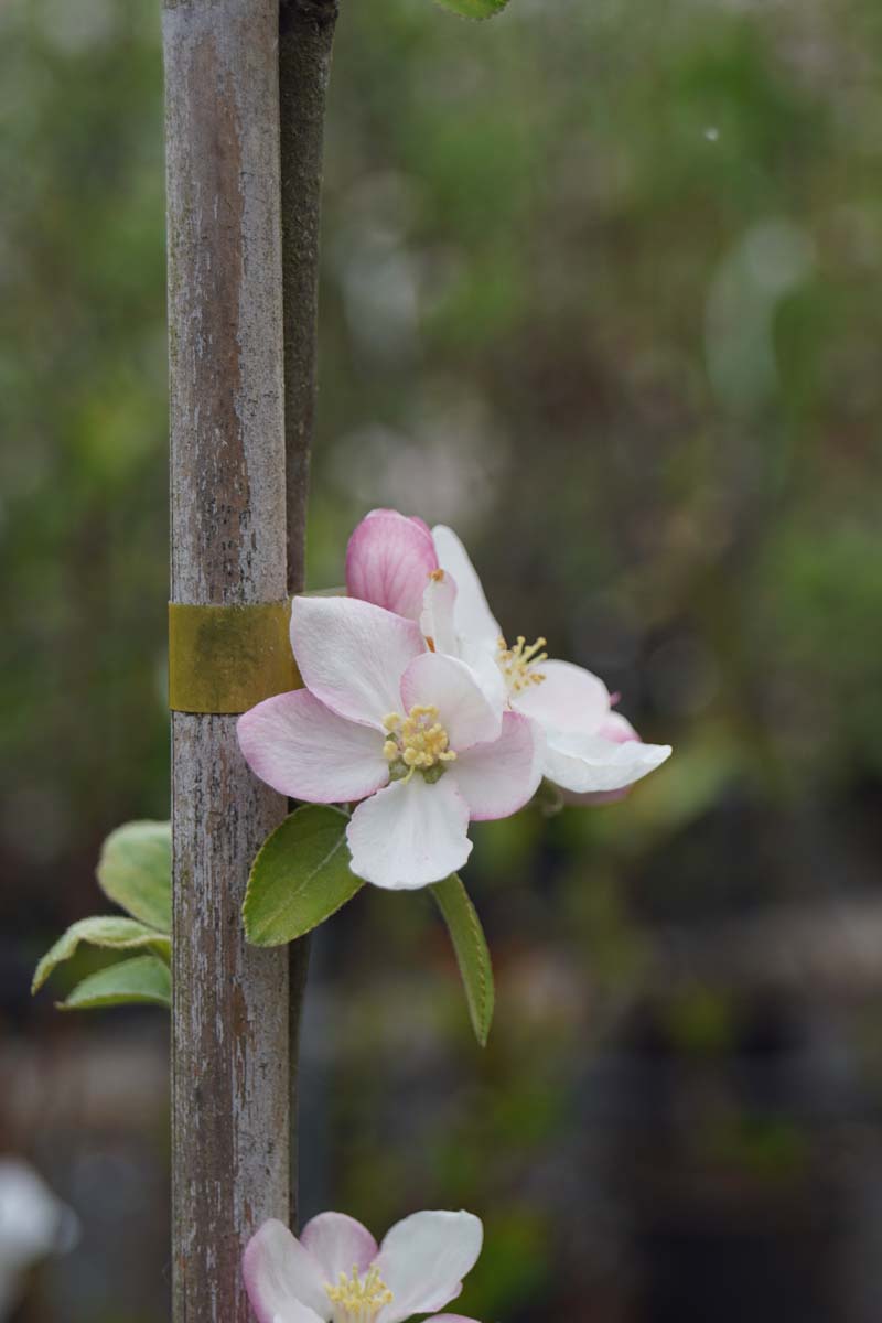 Kulturapfel ´James Grieve´; Apfel